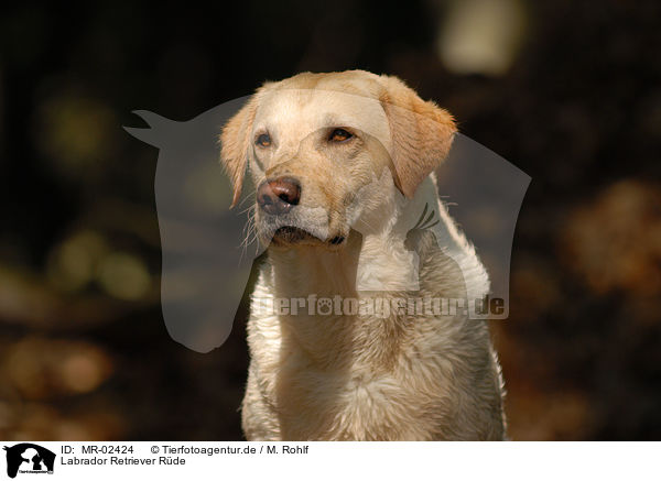 Labrador Retriever Rde / male Labrador Retriever / MR-02424