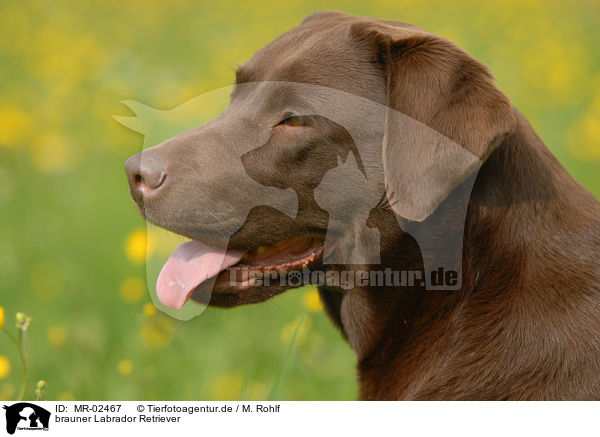 brauner Labrador Retriever / brown Labrador Retriever / MR-02467