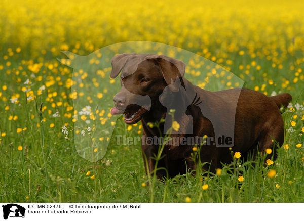 brauner Labrador Retriever / brown Labrador Retriever / MR-02476