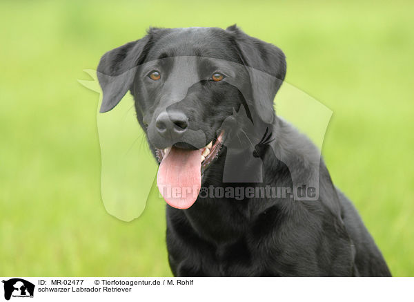 schwarzer Labrador Retriever / black Labrador Retriever / MR-02477