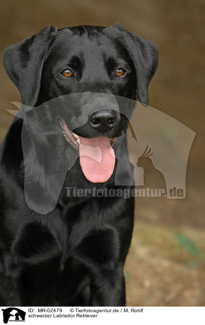 schwarzer Labrador Retriever / black Labrador Retriever / MR-02479