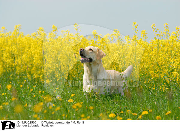 blonder Labrador Retriever / blonde Labrador Retriever / MR-02500