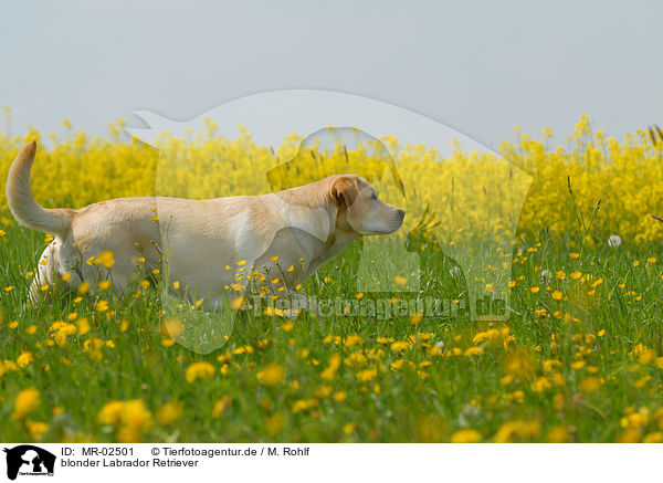 blonder Labrador Retriever / blonde Labrador Retriever / MR-02501