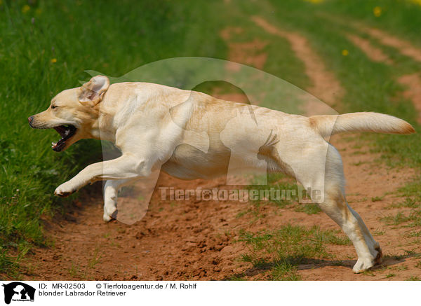 blonder Labrador Retriever / blonde Labrador Retriever / MR-02503