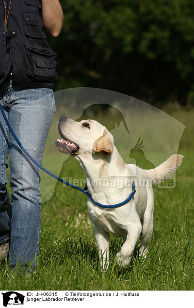 junger Labrador Retriever / young Labrador Retriever / JH-06315