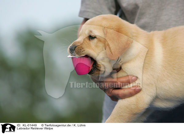 Labrador Retriever Welpe / Labrador Retriever Puppy / KL-01449