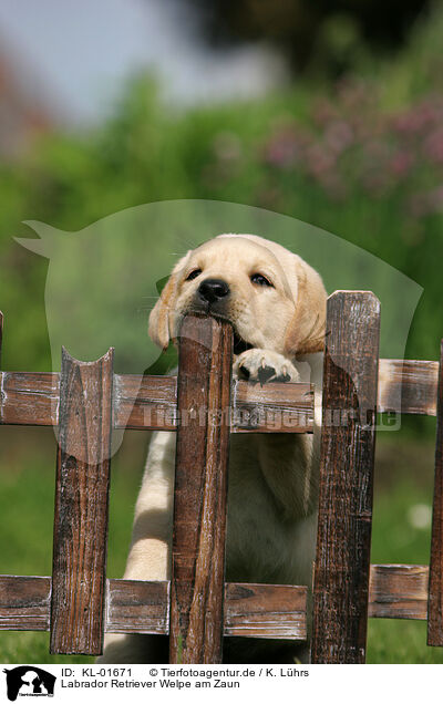 Labrador Retriever Welpe am Zaun / Labrador Retriever puppy at fence / KL-01671