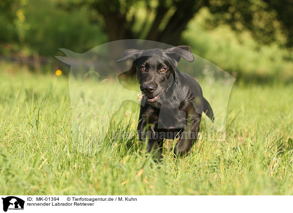 rennender Labrador Retriever / running Labrador Retriever / MK-01394