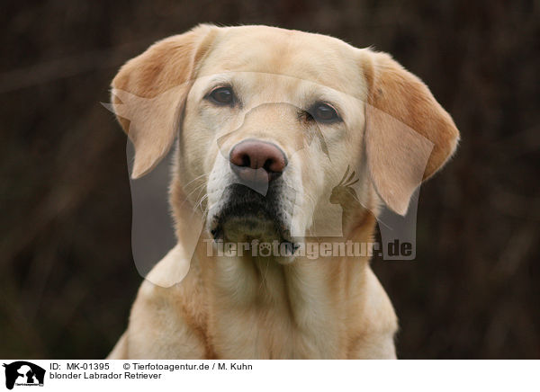 blonder Labrador Retriever / blonde Labrador Retriever / MK-01395