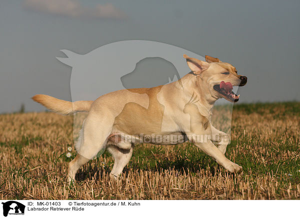 Labrador Retriever Rde / male Labrador Retriever / MK-01403