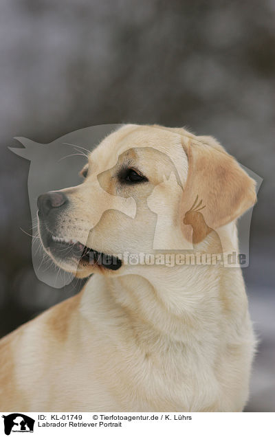 Labrador Retriever Portrait / Labrador Retriever Portrait / KL-01749