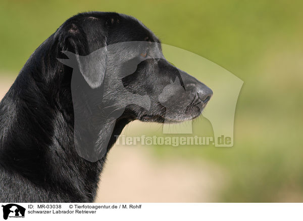 schwarzer Labrador Retriever / black Labrador Retriever / MR-03038