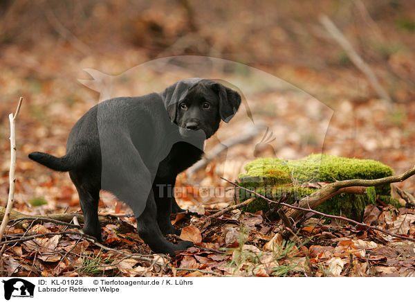Labrador Retriever Welpe / labrador retriever puppy / KL-01928