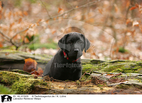Labrador Retriever Welpe / labrador retriever puppy / KL-01929