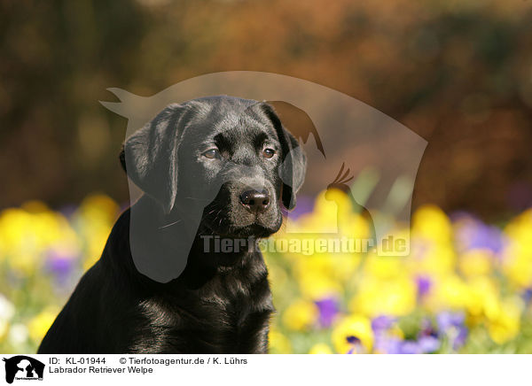 Labrador Retriever Welpe / labrador retriever puppy / KL-01944