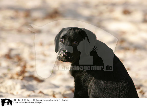 Labrador Retriever Welpe / Labrador Retriever puppy / KL-01947