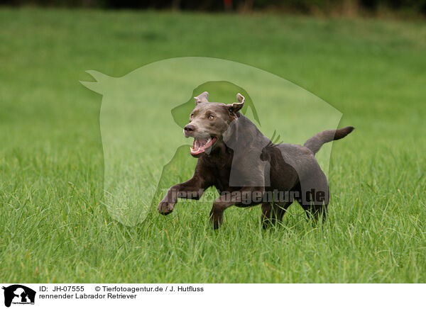 rennender Labrador Retriever / JH-07555