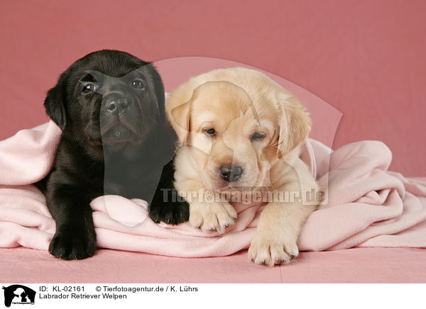 Labrador Retriever Welpen / Labrador Retriever Puppies / KL-02161