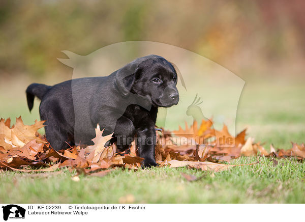 Labrador Retriever Welpe / Labrador Retriever Puppy / KF-02239