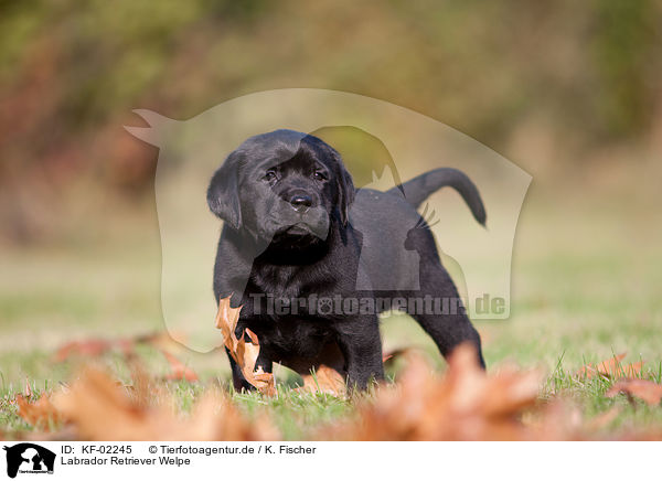 Labrador Retriever Welpe / Labrador Retriever Puppy / KF-02245