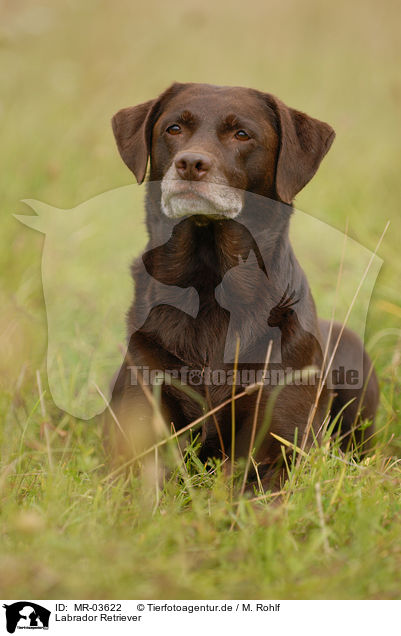 Labrador Retriever / Labrador Retriever / MR-03622