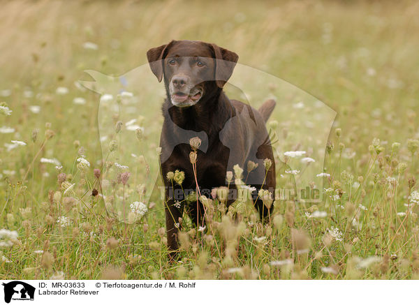 Labrador Retriever / Labrador Retriever / MR-03633