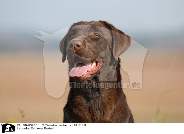 Labrador Retriever Portrait / Labrador Retriever Portrait / MR-03780