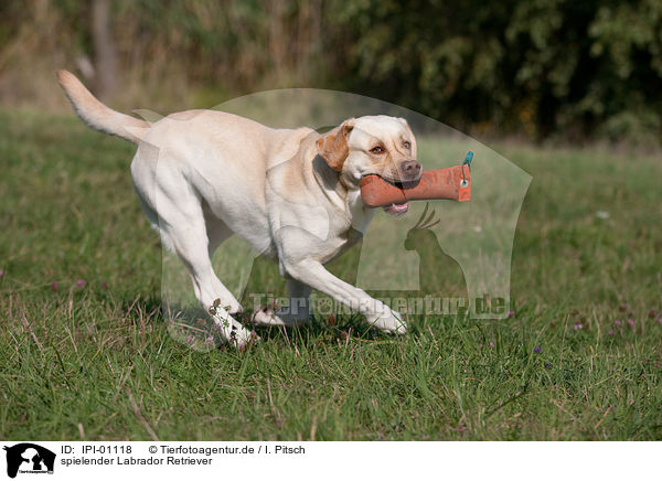 spielender Labrador Retriever / playing Labrador Retriever / IPI-01118