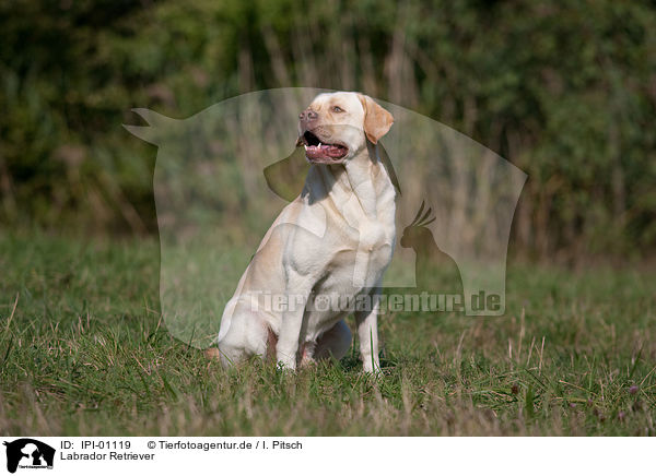 Labrador Retriever / Labrador Retriever / IPI-01119