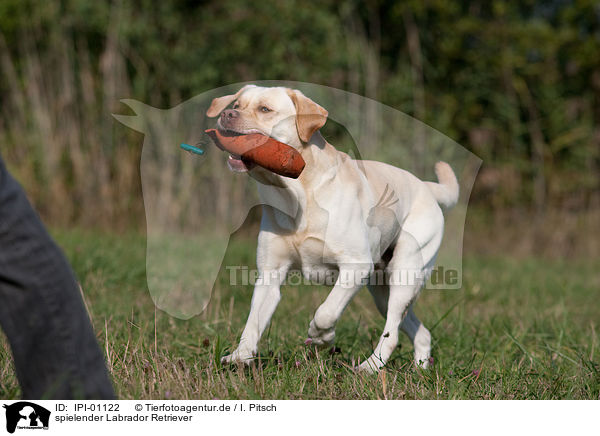 spielender Labrador Retriever / playing Labrador Retriever / IPI-01122