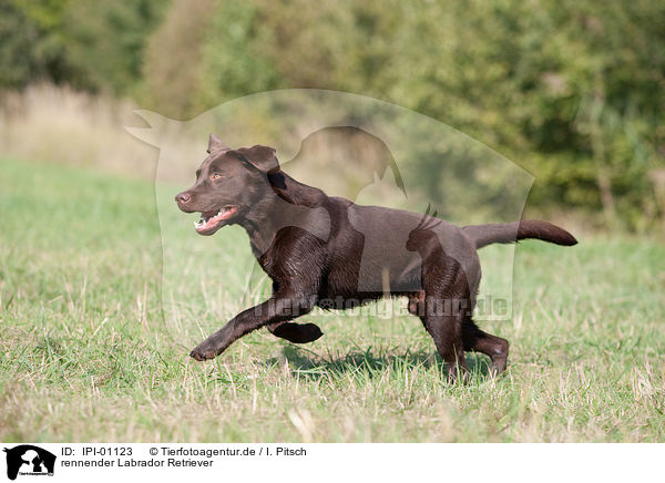 rennender Labrador Retriever / running Labrador Retriever / IPI-01123