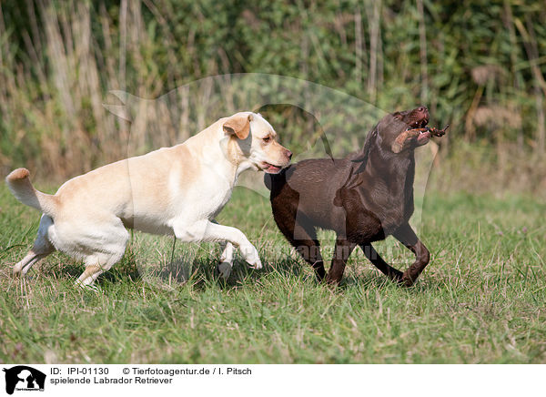spielende Labrador Retriever / playing Labrador Retriever / IPI-01130