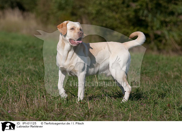 Labrador Retriever / Labrador Retriever / IPI-01125