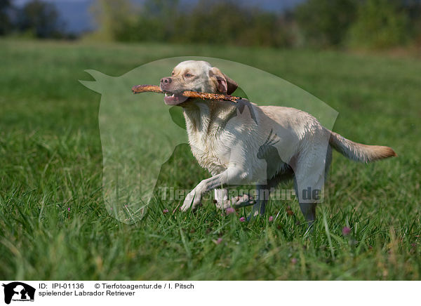 spielender Labrador Retriever / playing Labrador Retriever / IPI-01136