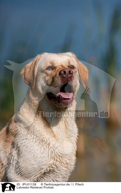 Labrador Retriever Portrait / Labrador Retriever Portrait / IPI-01138