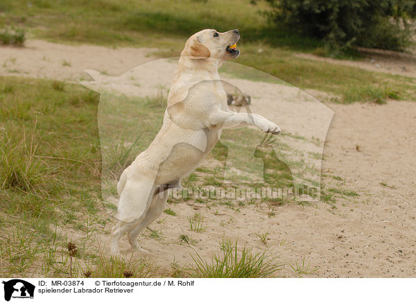 spielender Labrador Retriever / playing Labrador Retriever / MR-03874