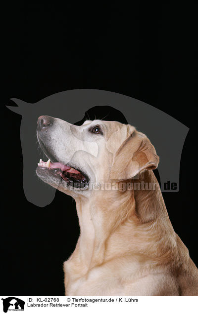 Labrador Retriever Portrait / Labrador Retriever Portrait / KL-02768