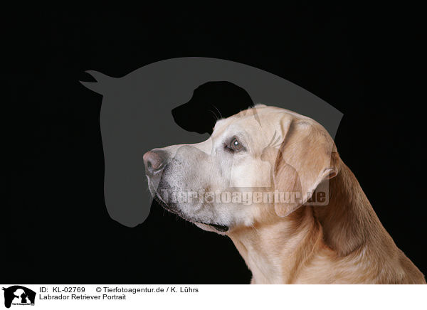 Labrador Retriever Portrait / Labrador Retriever Portrait / KL-02769