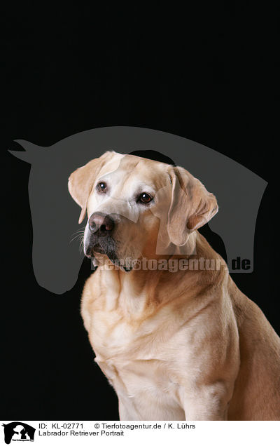 Labrador Retriever Portrait / Labrador Retriever Portrait / KL-02771