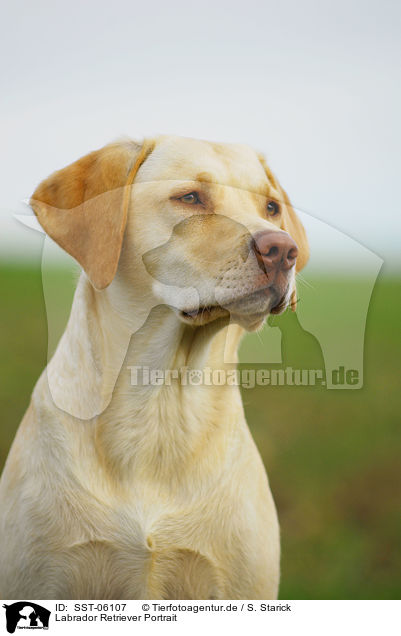 Labrador Retriever Portrait / Labrador Retriever Portrait / SST-06107