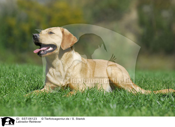 Labrador Retriever / Labrador Retriever / SST-06123