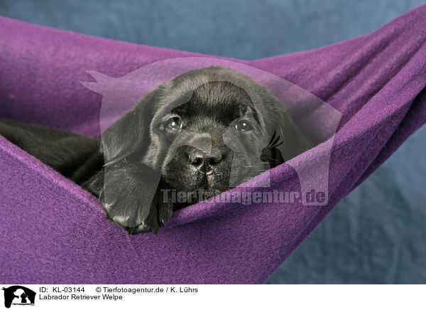 Labrador Retriever Welpe / Labrador Retriever Puppy / KL-03144