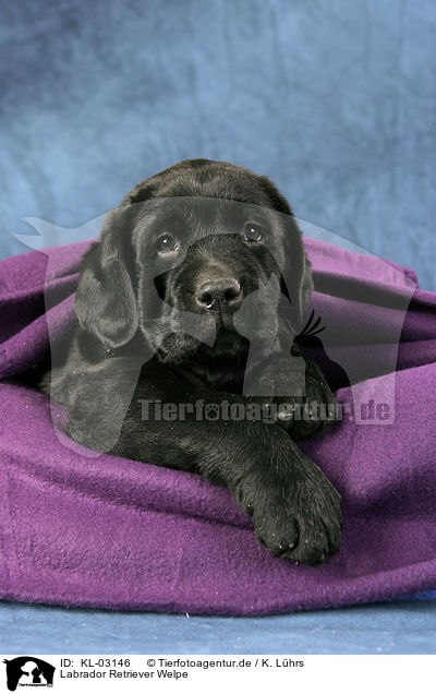 Labrador Retriever Welpe / Labrador Retriever Puppy / KL-03146