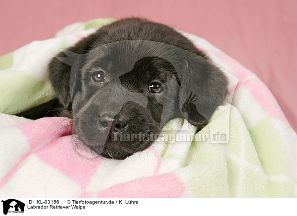 Labrador Retriever Welpe / Labrador Retriever Puppy / KL-03156