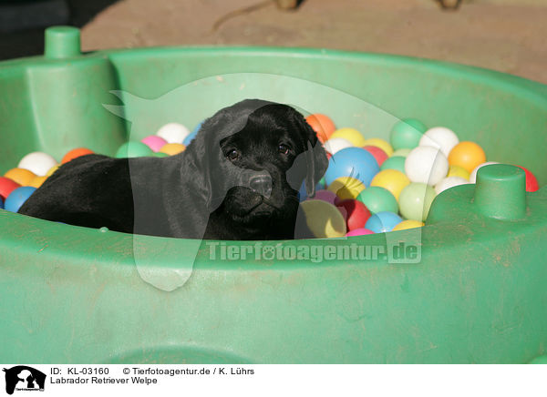Labrador Retriever Welpe / Labrador Retriever Puppy / KL-03160