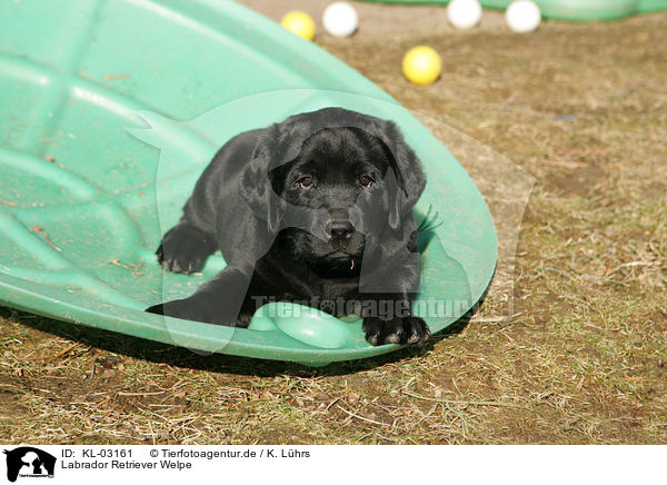 Labrador Retriever Welpe / Labrador Retriever Puppy / KL-03161