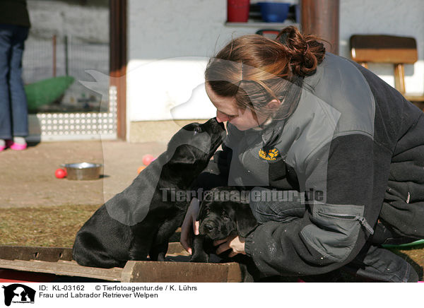 Frau und Labrador Retriever Welpen / woman and Labrador Retriever Puppies / KL-03162