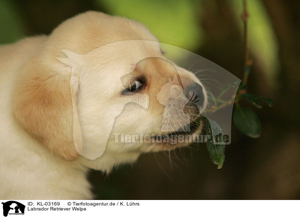 Labrador Retriever Welpe / Labrador Retriever Puppy / KL-03169