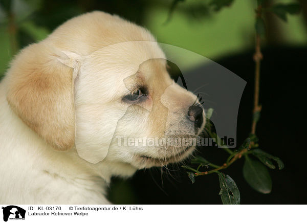 Labrador Retriever Welpe / Labrador Retriever Puppy / KL-03170