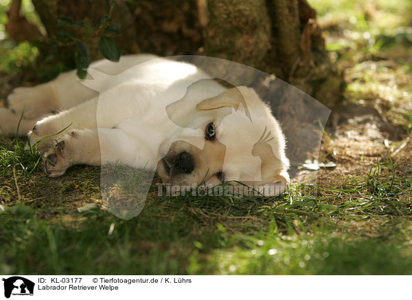 Labrador Retriever Welpe / Labrador Retriever Puppy / KL-03177